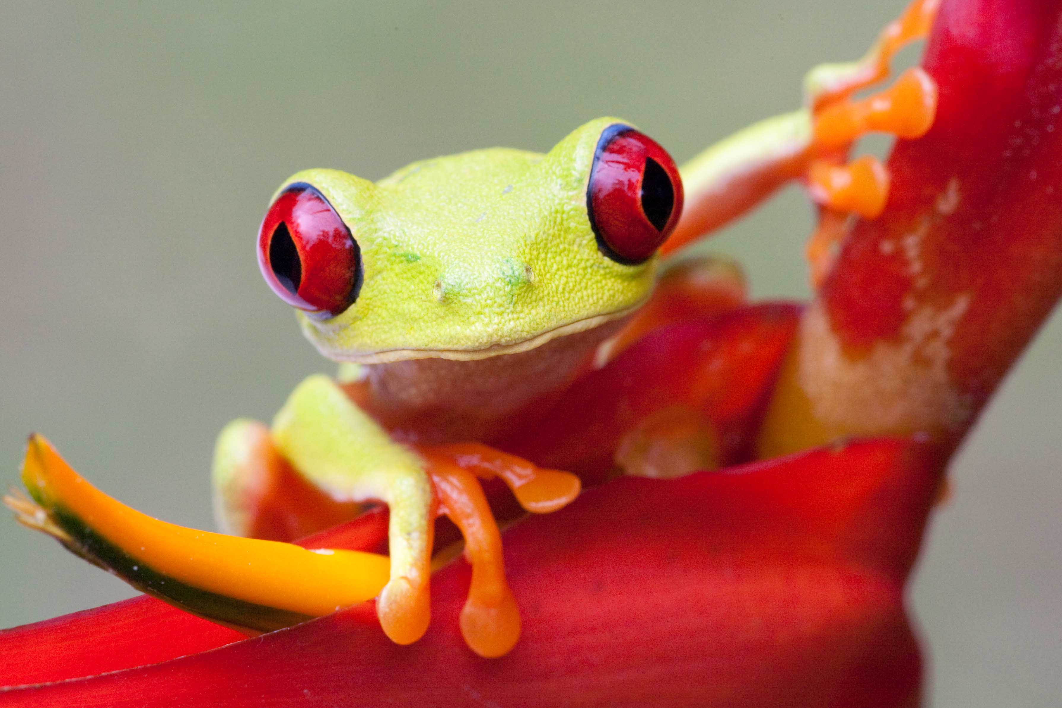 Red-eyed Frog